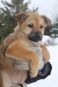 Крошка щенок ищет хозяина