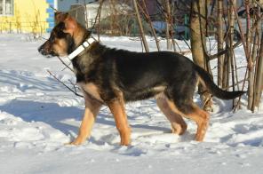 Щенок срочно ищет дом
