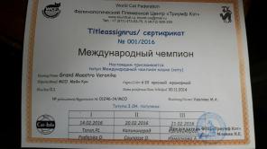 Котята Мейн-кун чемпионских кровей!