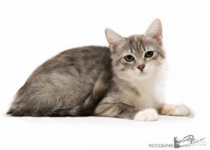 Отдам котенка с Грустинкой в глазах