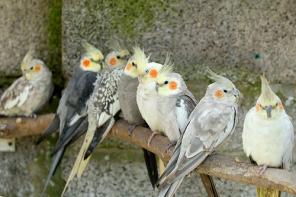 Кореллы ручные, домашние, птенцы, взрослые птицы