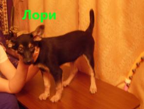 отдам в добрые руки