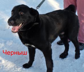 отдам в добрые руки