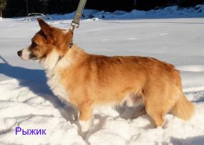 отдам в добрые руки