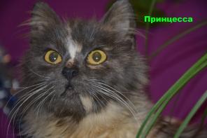 отдам в добрые руки