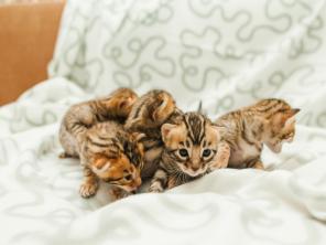 Бенгальские котята