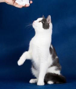 Котенок Чарлик - умный, веселый мальчик в добрые руки!