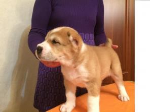Продаются щенки среднеазиатской овчарки