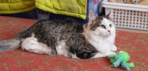 Зеленоглазая кошечка.