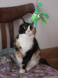 Трехцветная кошечка.