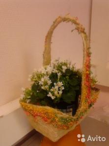 Кампанула Гет ми белая в корзине