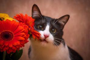 Котик с испанским именем ищет любящих хозяев!