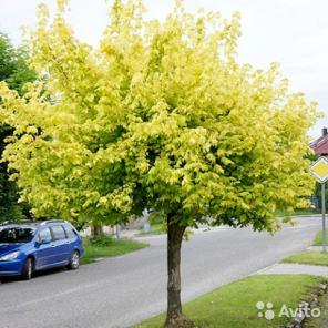 Клен ясенелистный Келлис Голд саженец