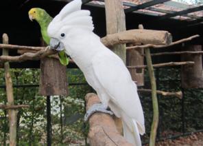 Какаду альба или белохохлый