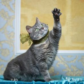 Мечтательная кошка Аниса ищет дом