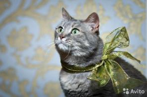 Мечтательная кошка Аниса ищет дом
