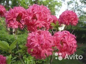 Азалия, рододендрон Хоумбуш