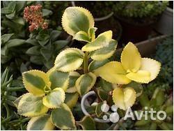 Crassula sarmentosa f. variegata - Крассула сармен