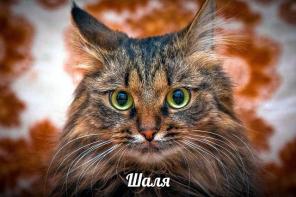 Кошечка Шаля (Шаль) ищет новый дом