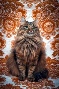 Кошечка Шаля (Шаль) ищет новый дом