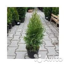 Туя западная Смарагд 40-60 см саженцы