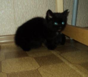 Котенок девочка 8 мес. в дар