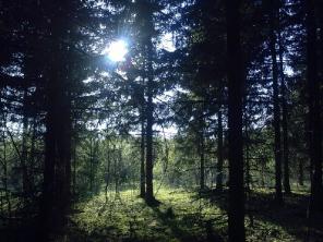 Продаю участок в пос. Третьяково