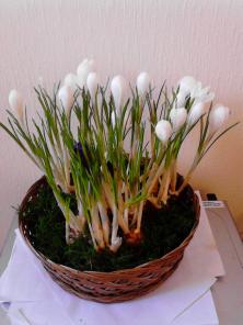 25 горшечных крокусов в корзине