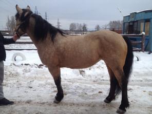 Продам лошадь