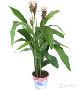 Куркума коричневая, Curcuma Siam Carara 70-80 см