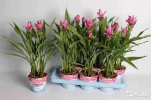 Куркума розовая, Curcuma Siam Samba 70-80 см