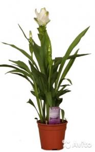 Куркума белая, Curcuma Siam Spring 70-80 см