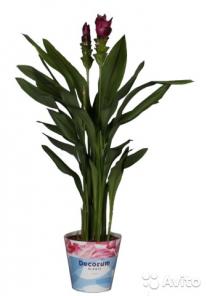 Куркума пурпурная, Curcuma Siam Scarlet 70-80см