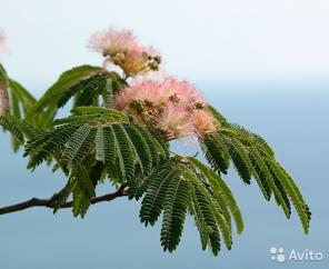 Альбиция, акация ленкоранская, мимоза 50-60 см