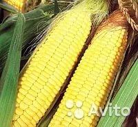 Кукуруза сладкая лакомка рассада