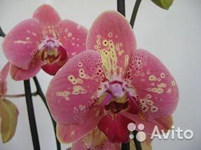 Орхидея Фаленопсис Phalaenopsis Wild Peach 1, 2 ст