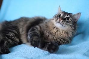 Москва и МО! Котик Семен в заботливые ручки