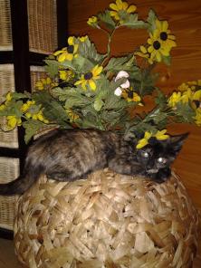 Котенок-девочка 8 м.в дар