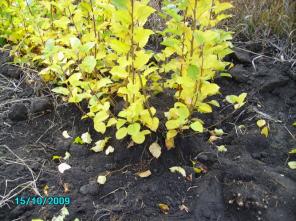 Саженцы плодовых культур