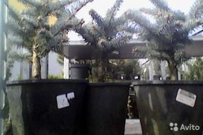 Ель глаука глобоза 15-20 см