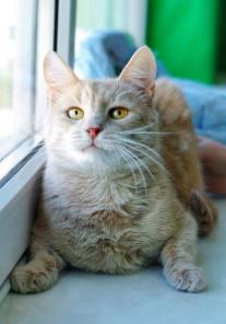 Самый солнечный лучик-котик Рысик ищет дом!