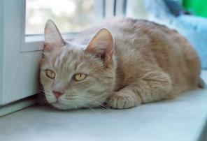 Самый солнечный лучик-котик Рысик ищет дом!