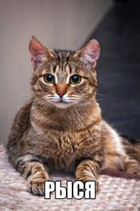 Ищем дом для кошечки Рыси