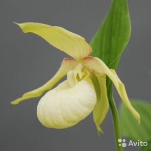 Орхидея Циприпедиум вентрикозум лайт (Cypripedium)