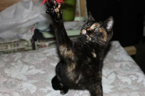 Котенок Вишня ищет дом!