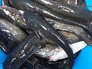 Рыбалка в химках flying-fish club
