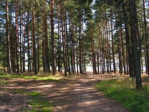 Дача 20,8 соток у Залива. Озерки, Зеленая Роща. Выборгский район.