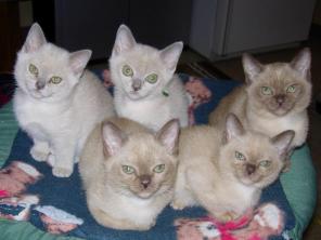 Красивый котенок Рэгдолла