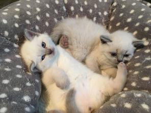 Британские короткошерстные котята для возвращения