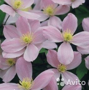 Клематис горный Рубенс 30-40 см саженец